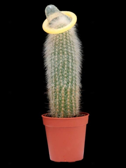 Презерватив для растения